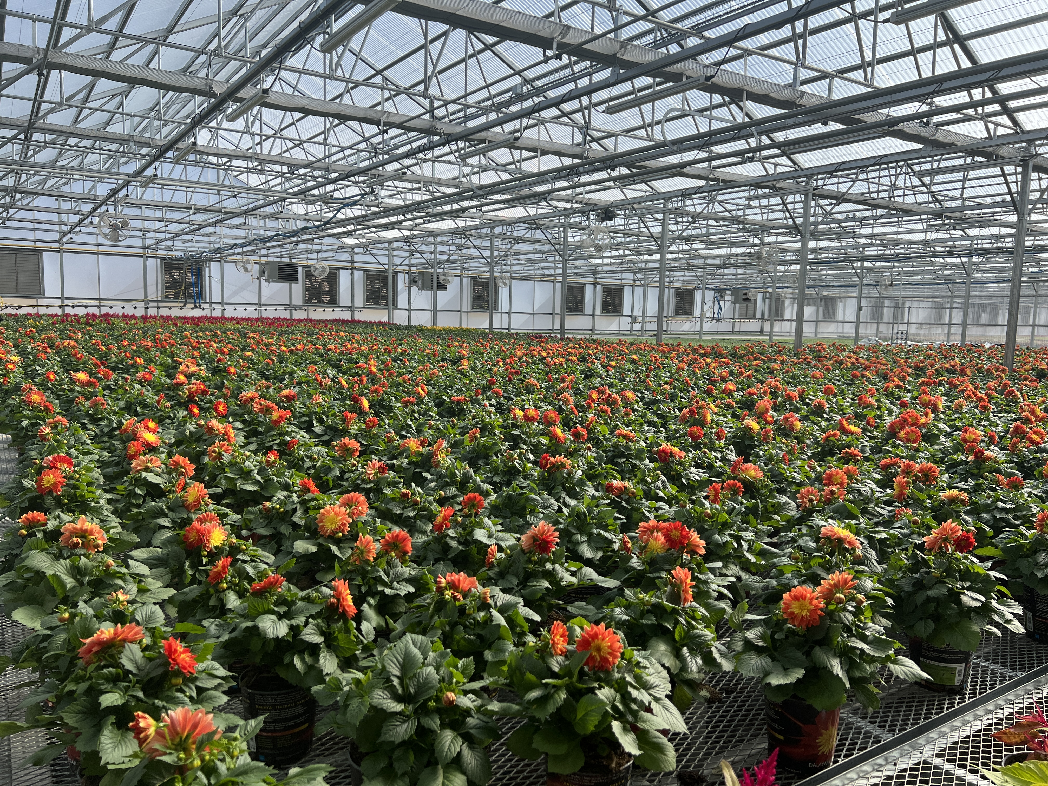 Interior of a Conley's commercial greenhouse with orange dahlias in production