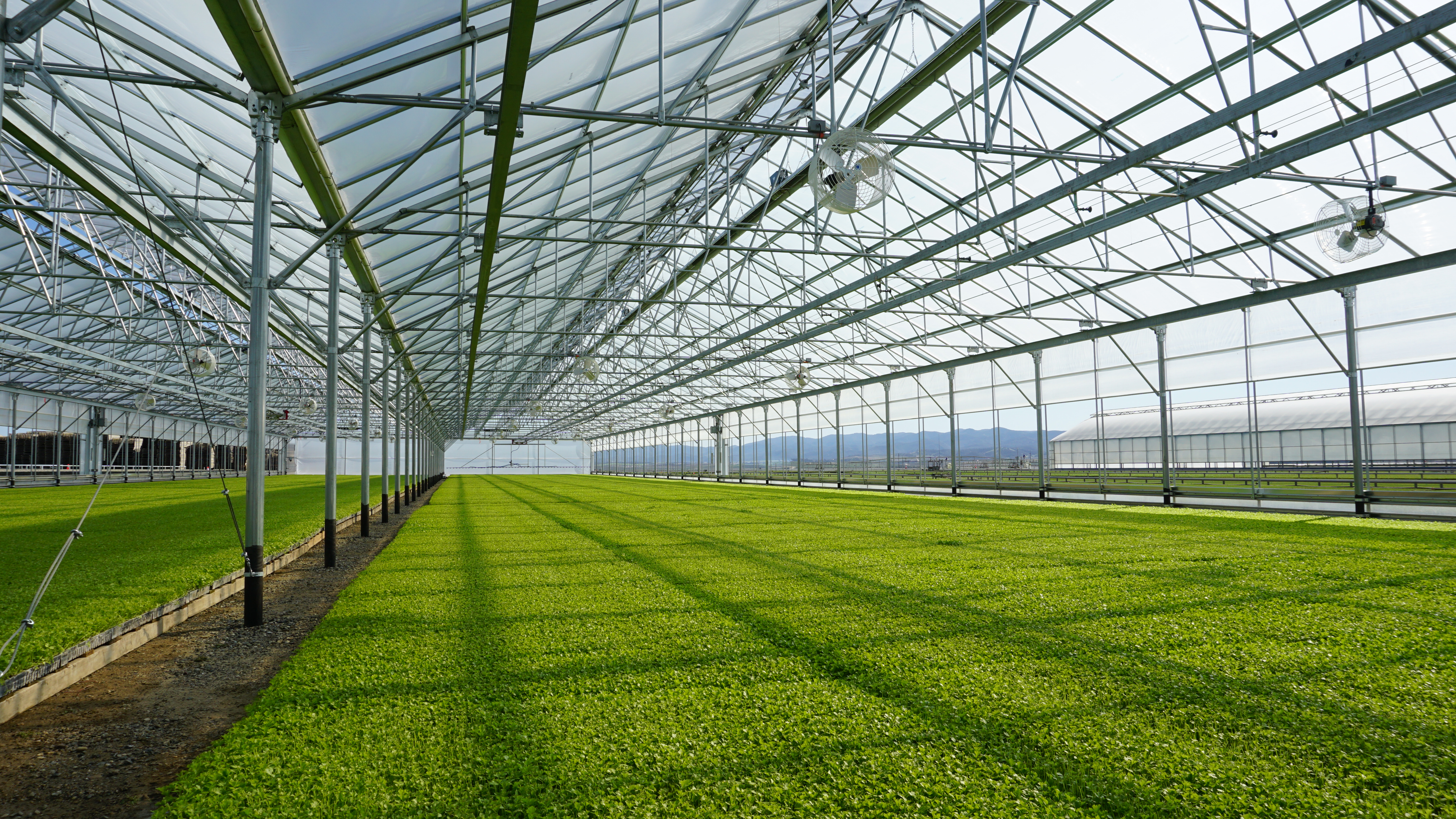 Conley's greenhouse for propagation and young-plant production — bench layouts and environmental control