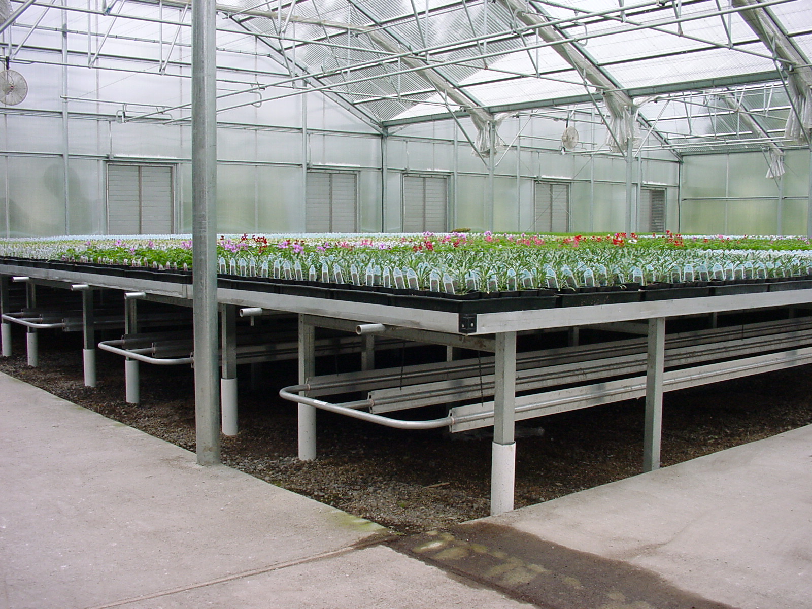 Rolling benches in a greenhouse